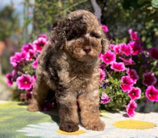 Handur Miniature Poodle Handur Miniature Poodle