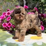 Handur-male-maltipoo-puppy-for-sale- (3)