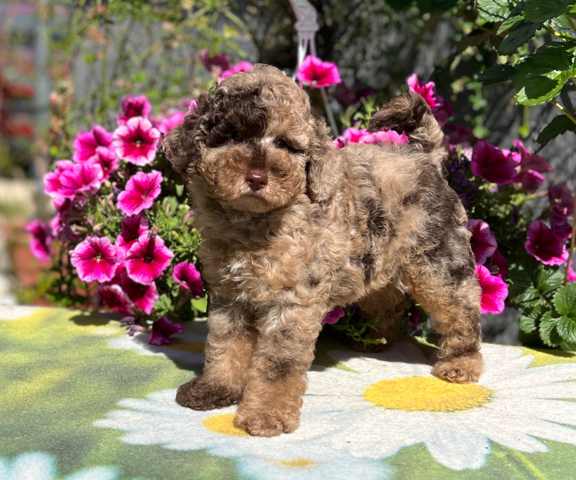 puppy service review