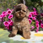 Handur-male-maltipoo-puppy-for-sale- (4)