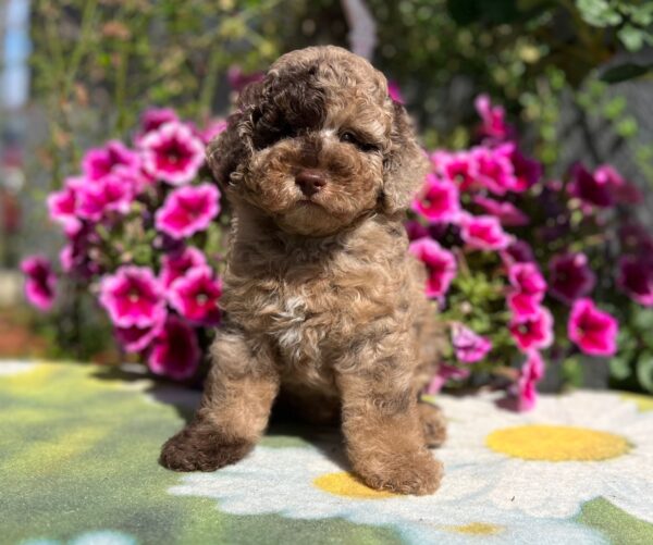 Handur Miniature Poodle Handur Miniature Poodle