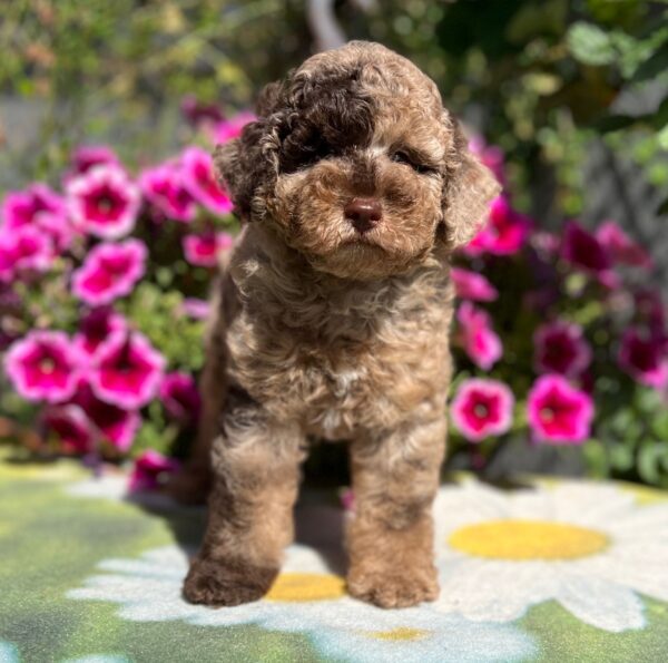 Handur Miniature Poodle Handur Miniature Poodle
