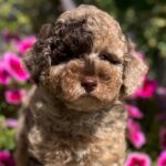 Handur-male-maltipoo-puppy-for-sale- (6)