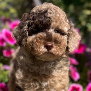 Handur Miniature Poodle Handur Miniature Poodle