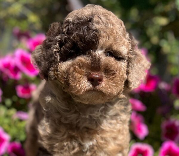 Handur Miniature Poodle Handur Miniature Poodle