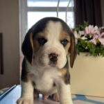 Harley-male-Beagle-puppy-for-sale-1