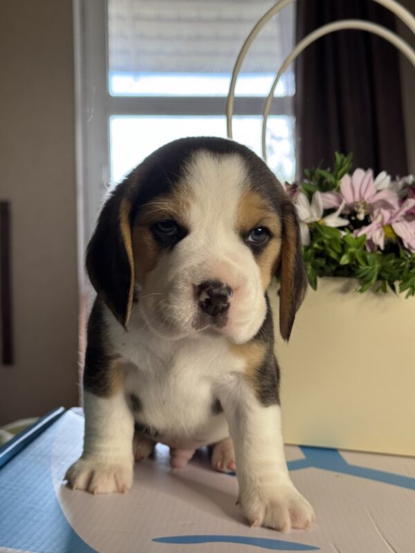 Harley Beagle Harley Beagle