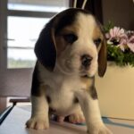 Harley-male-Beagle-puppy-for-sale-2