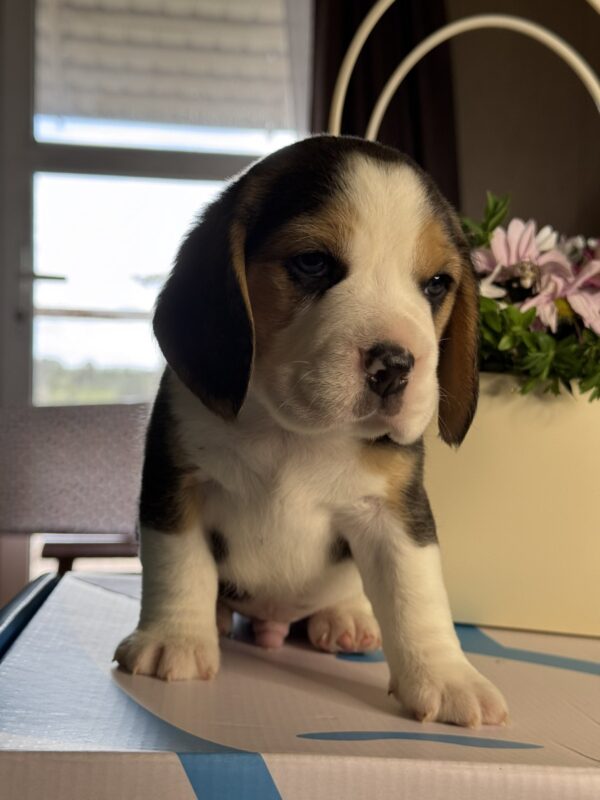 Harley Beagle Harley Beagle