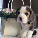 Harley-male-Beagle-puppy-for-sale-3