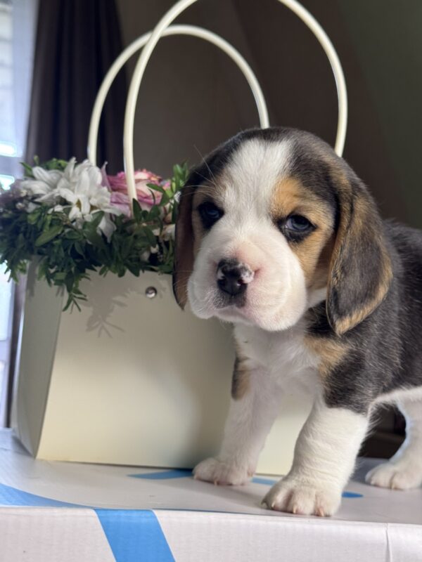 Harley Beagle Harley Beagle