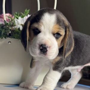 Harley Beagle Harley Beagle
