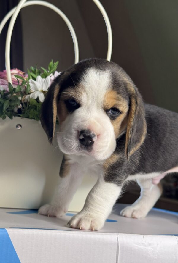 Harley Beagle Harley Beagle