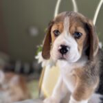Harrison-male-Beagle-puppy-for-sale-1