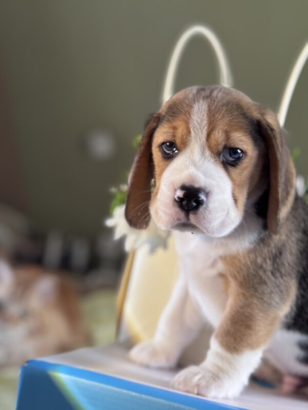 Harrison Beagle Harrison Beagle