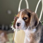 Harrison-male-Beagle-puppy-for-sale-2