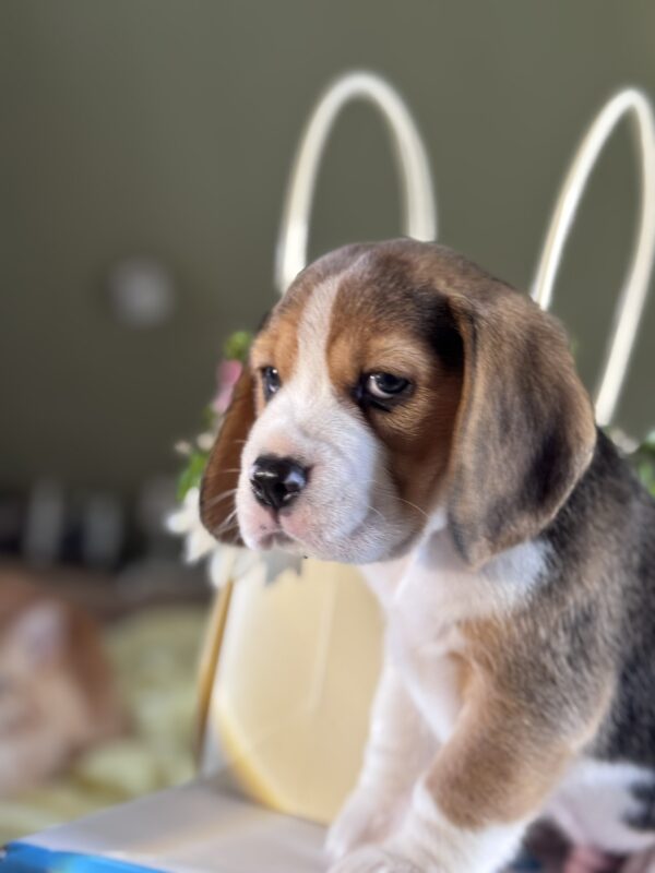 Harrison Beagle Harrison Beagle
