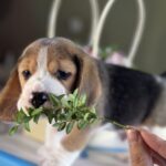 Harrison-male-Beagle-puppy-for-sale-4
