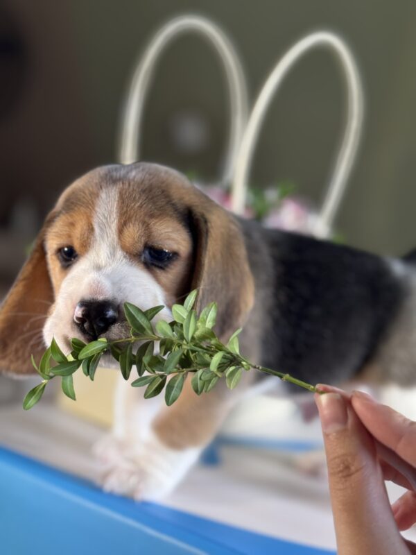 Harrison Beagle Harrison Beagle
