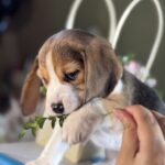 Harrison-male-Beagle-puppy-for-sale-5