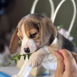 Harrison Beagle Harrison Beagle
