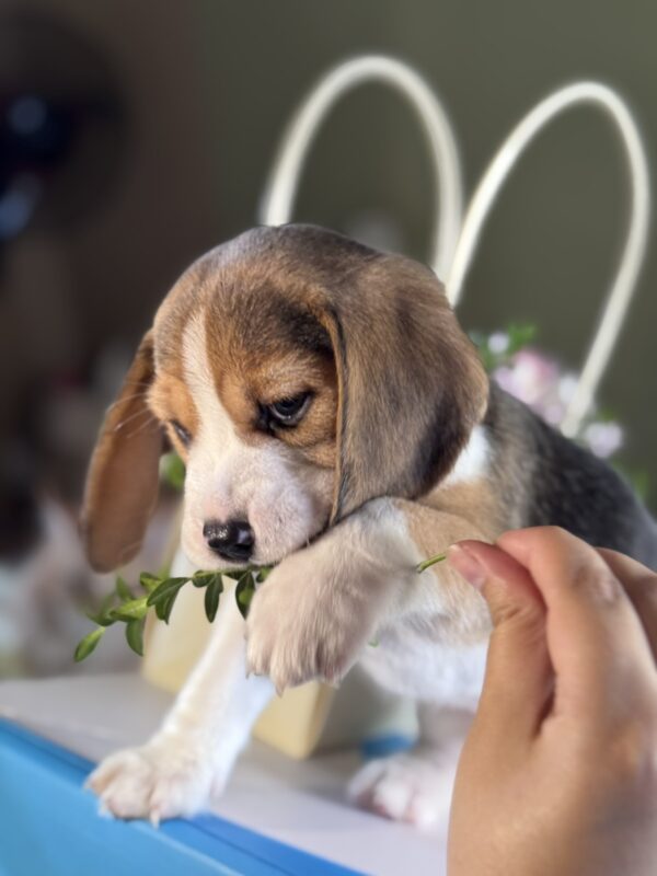 Harrison Beagle Harrison Beagle