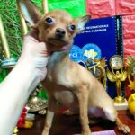 Hikka-female-Russian-Toy-puppy-for-sale-1