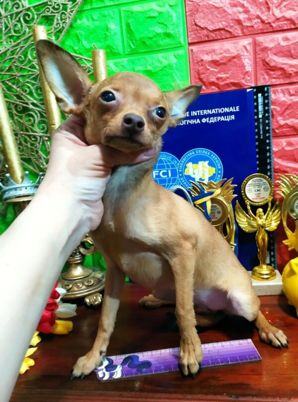 Hikka Russian Toy Terrier Hikka Russian Toy Terrier