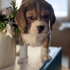 Hugo Beagle Hugo Beagle