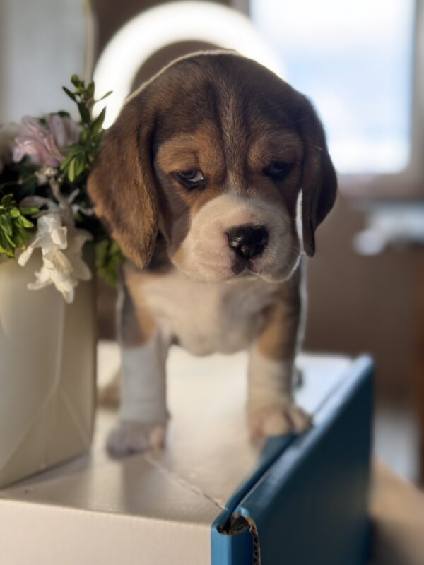 Hugo Beagle Hugo Beagle