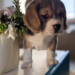 Hugo-male-Beagle-puppy-for-sale-2