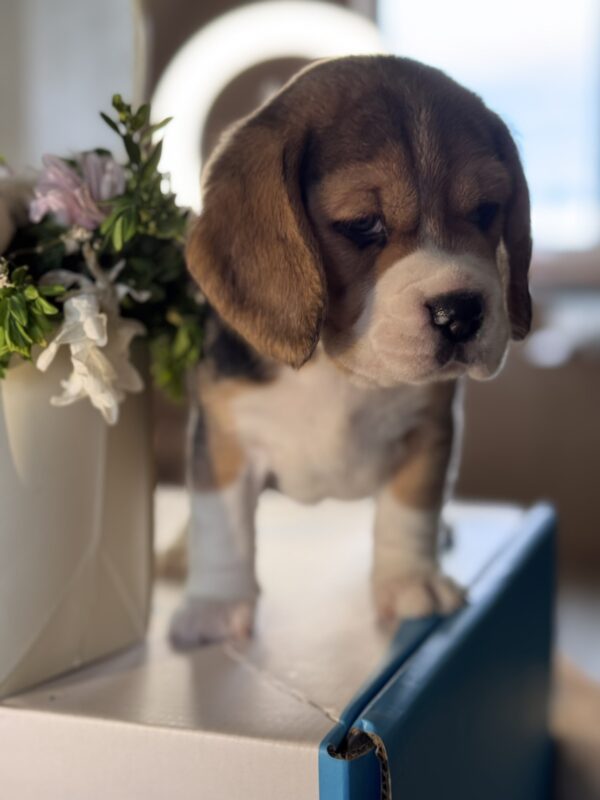 Hugo Beagle Hugo Beagle