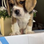 Hugo-male-Beagle-puppy-for-sale-3