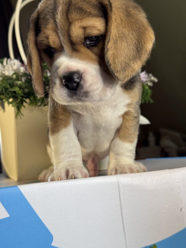 Hugo Beagle Hugo Beagle