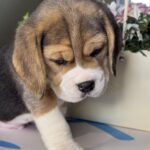 Hugo-male-Beagle-puppy-for-sale-4