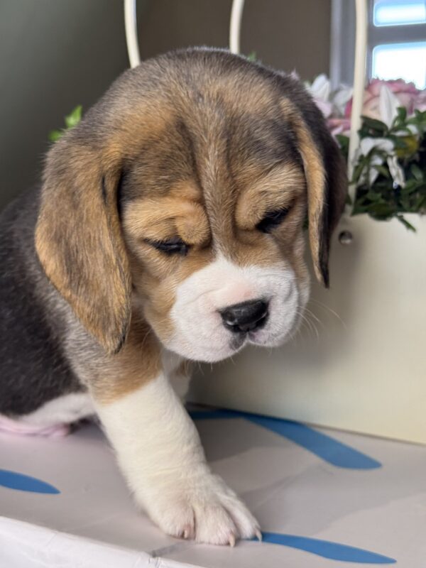 Hugo Beagle Hugo Beagle