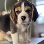 Hunter-male-Beagle-puppy-for-sale-1