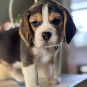 Hunter Beagle Hunter Beagle