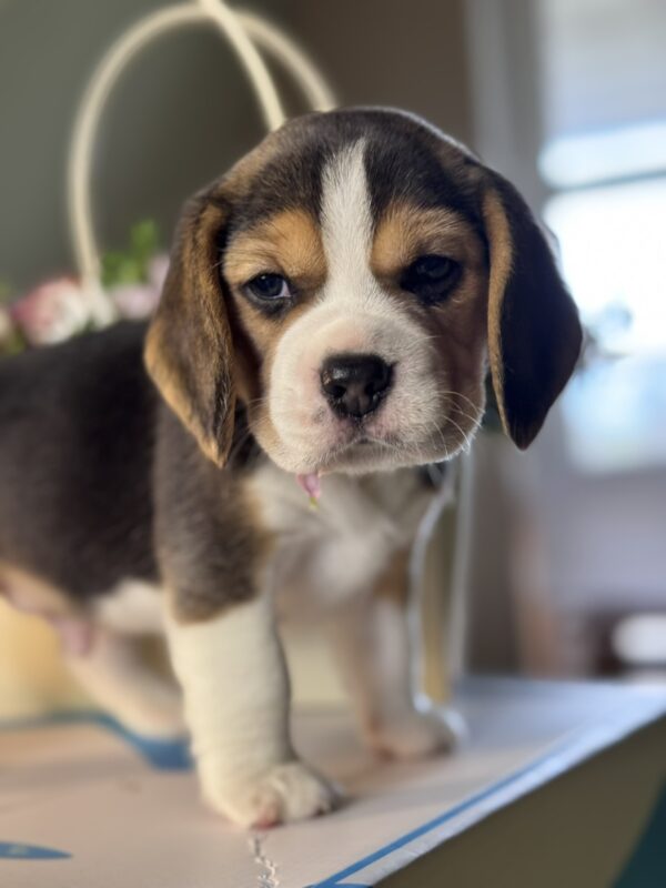 Hunter Beagle Hunter Beagle