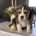 Hunter-male-Beagle-puppy-for-sale-2
