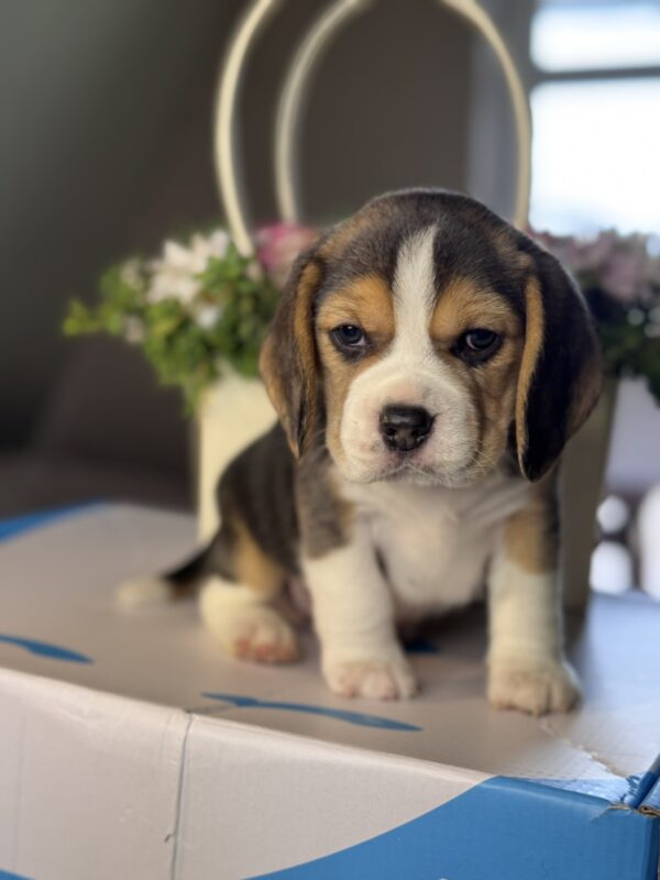 Hunter Beagle Hunter Beagle