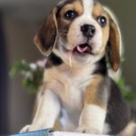 Hunter-male-Beagle-puppy-for-sale-3