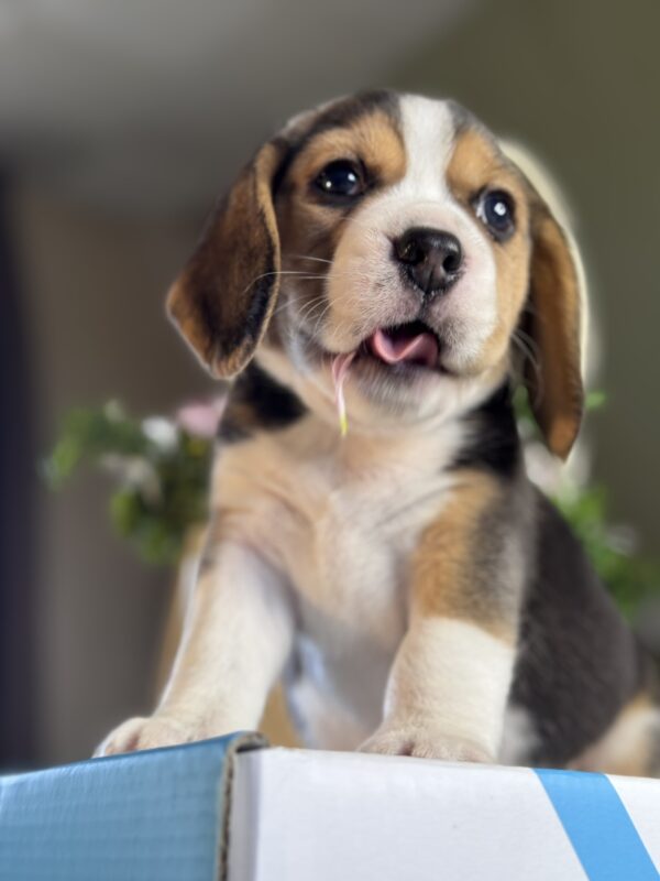 Hunter Beagle Hunter Beagle
