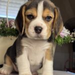 Hunter-male-Beagle-puppy-for-sale-4