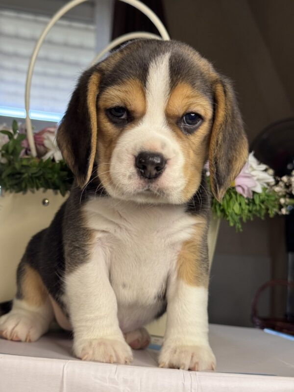Hunter Beagle Hunter Beagle