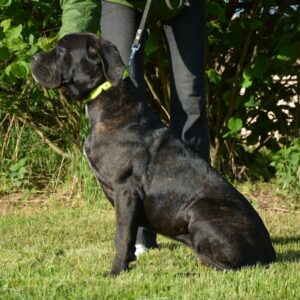 Ildie Cane Corso Ildie Cane Corso