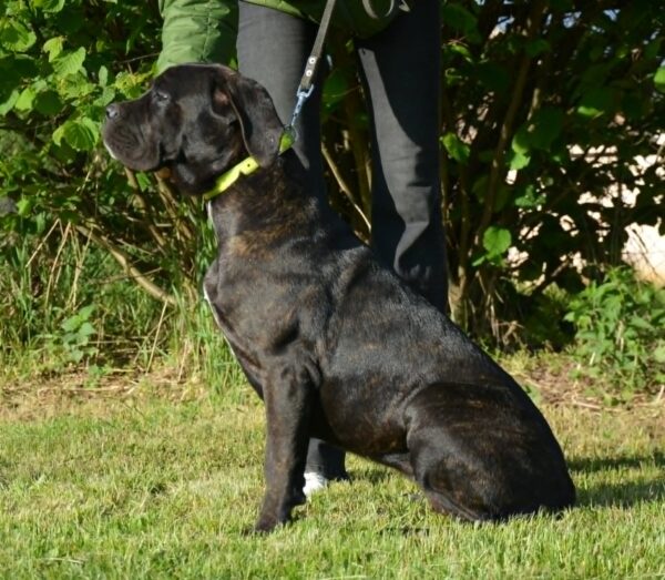 Ildie Cane Corso Ildie Cane Corso