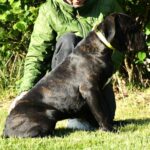 Ildie-female-cane-corso-puppy-for-sale- (2)