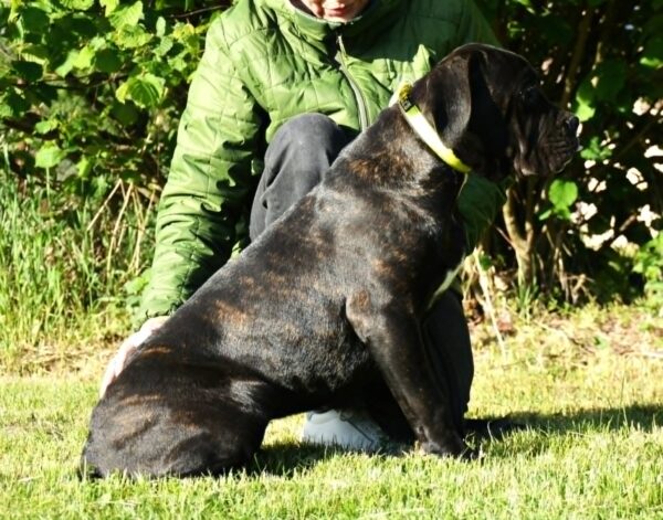 Ildie Cane Corso Ildie Cane Corso
