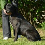 Ildie-female-cane-corso-puppy-for-sale- (3)